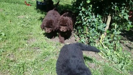 Jodie & Népal Puppies 8 semaines et demi