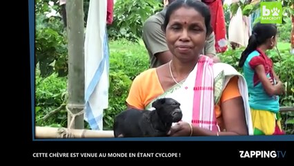 Cette chèvre est venue au monde en étant cyclope ! La vidéo insolite