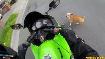Dogs Attack Motorcycle Riders  _  ogs &