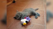 Cats are AWESOME  Cute Funny Pets]
