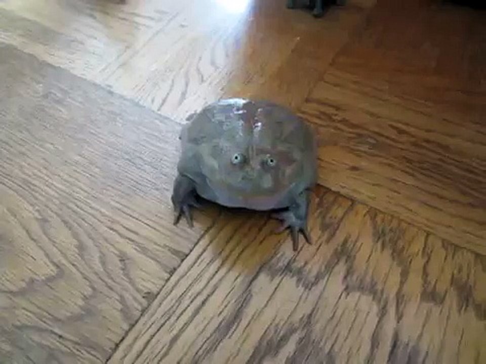 sreaming frog