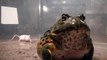 Little Blue My GIant African Bullfrog eating mouse