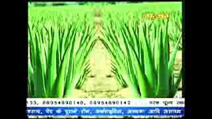 Aloe Vera घृतकुमारी के औषधीय गुण  # Acharya Balkrishna