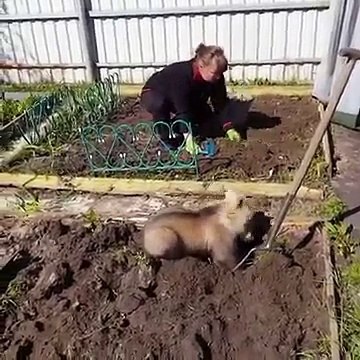 En Russie,cet ours aide cette femme à planter des pommes de terre