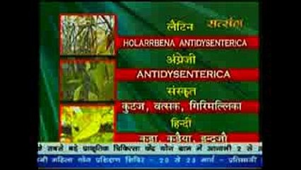 Antidysenterica ! कुटज के औषधीय गुण # Acharya Balkrishna