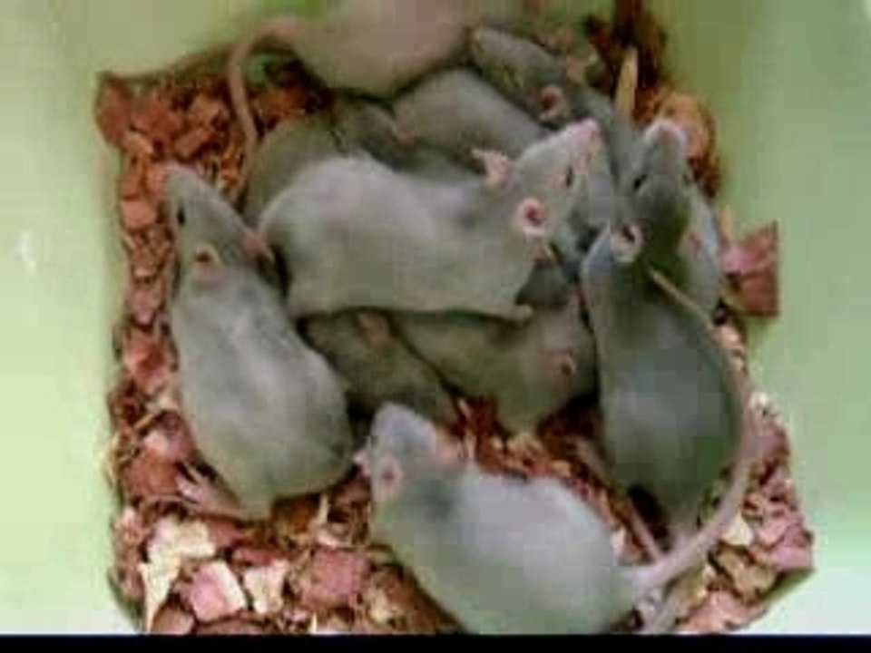 Vidéo 1 Bébés Rats 6 semaines