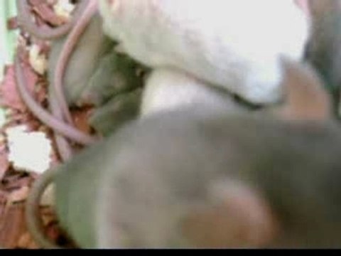 Vidéo 2 Bébés Rats 6 semaines