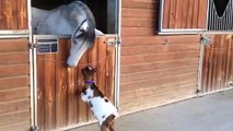 Baby goat tries to head-butt adult horse