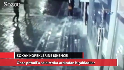 Manisa’da sokak köpeğine işkence