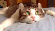 Funny Cats Compilation 2017 Cat Fails 2017 Funny Pets 2017 #10