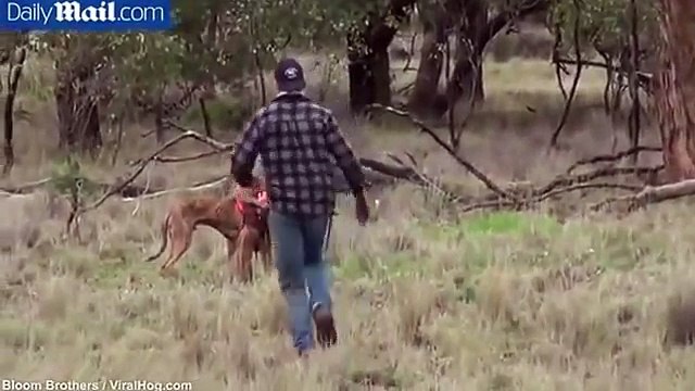 Хозяин собаки отомстил кенгуру ударом в челюсть