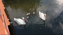 Swans 7