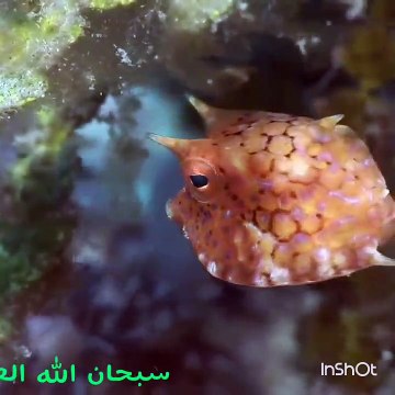 ‫سبحان اللہ العظیم ھذا خلق اللہ‬