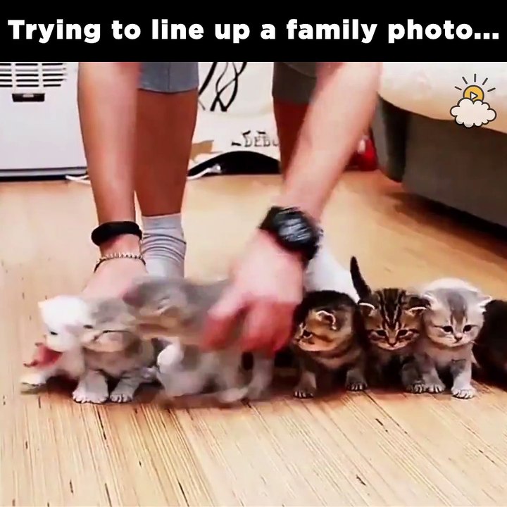 cat family photo