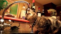 Funny Bread Cat Videos Com
