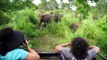Elephants d Animals Video for Children - Elephants Playing