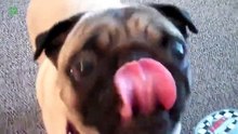 Funny Dogs - Try Not To Laugh Cha16