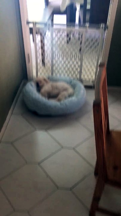 sleeping angel boy