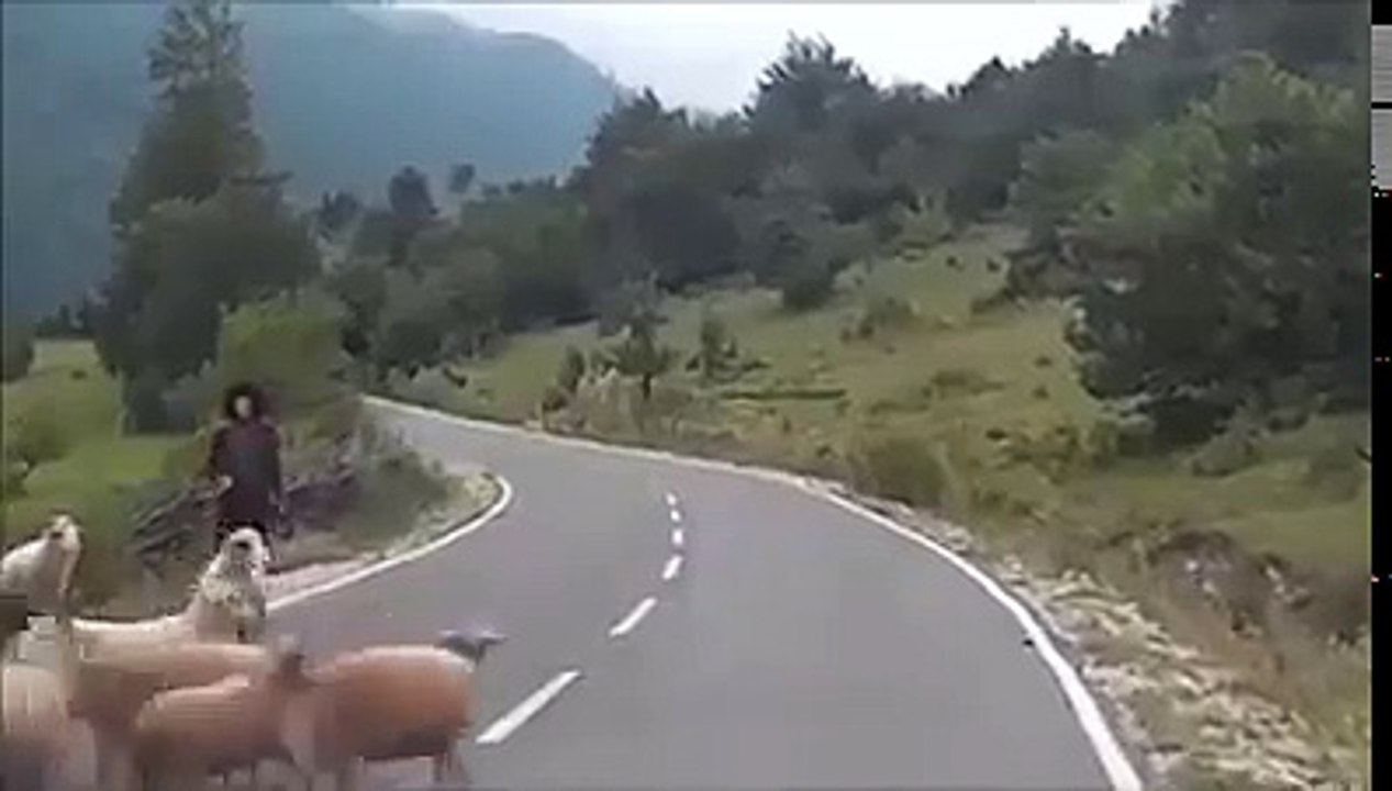 A Sheep Beating His Owner