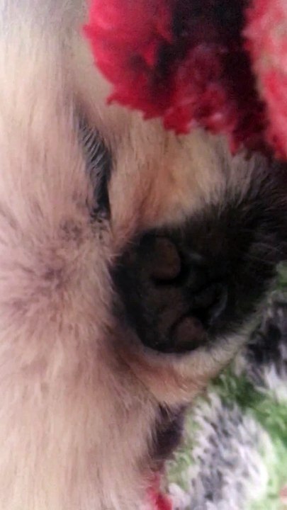 smushed face sleeping