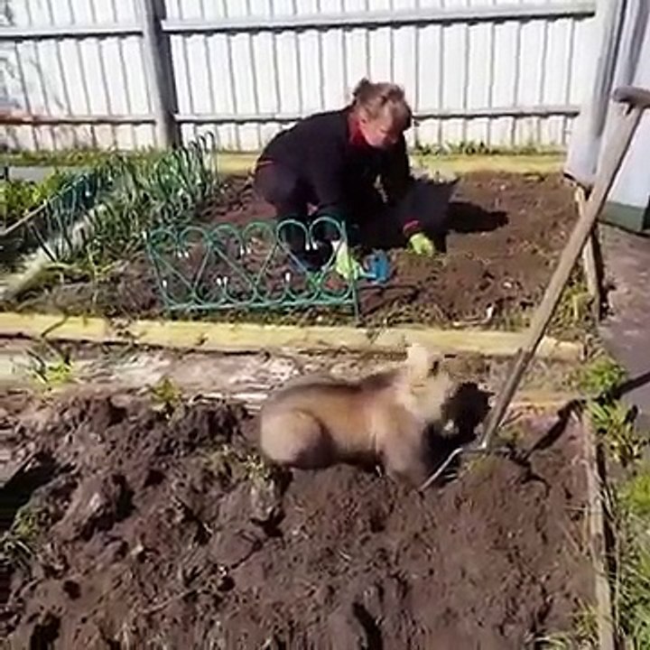 Bear helps plant potatoes