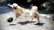 funny chicken videos -  Play over hen
