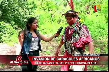 Caracol africano: lento, peligroso e invasivo