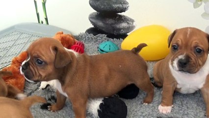 50ème Vidéo Maman et ses p'tits Oeufs de STAFFORDLAND