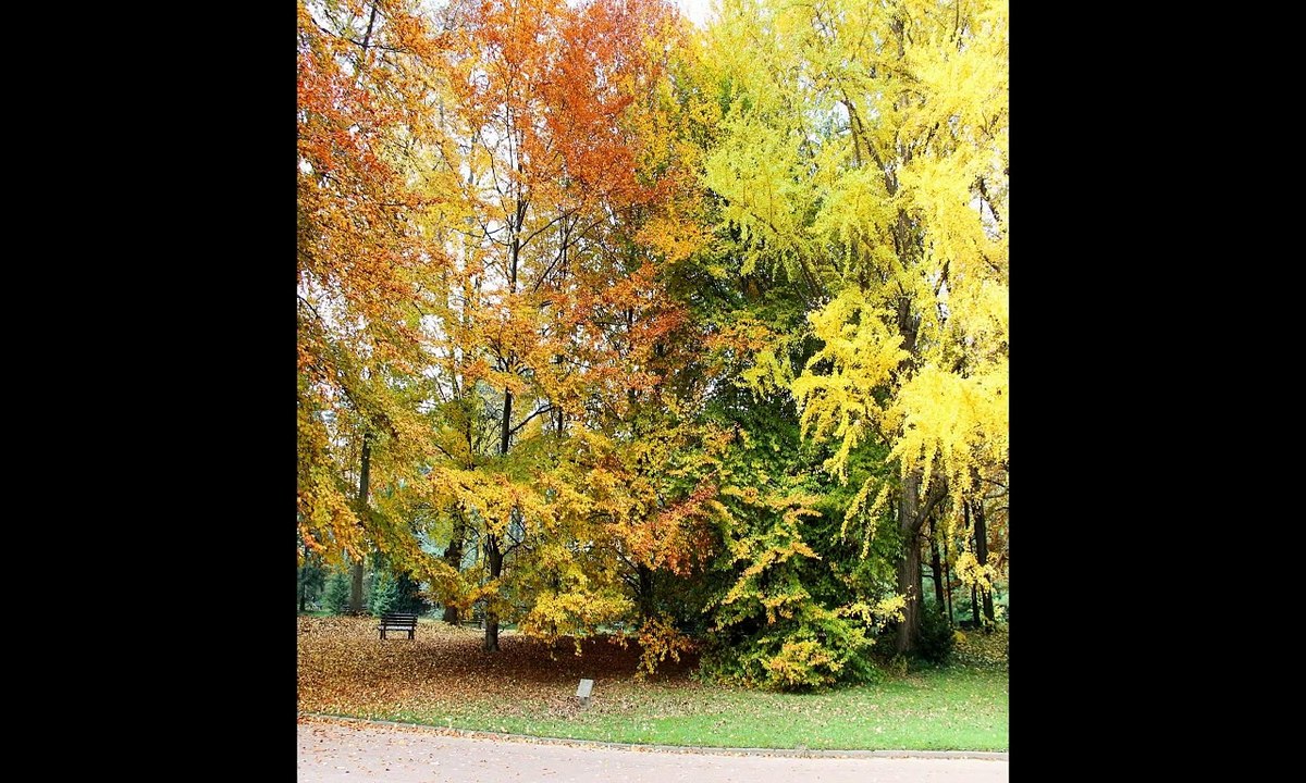 thème arbre