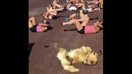 Un chien qui fait du sport
