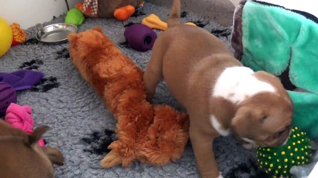 51ème Vidéo Maman et ses p'tits Oeufs de STAFFORDLAND