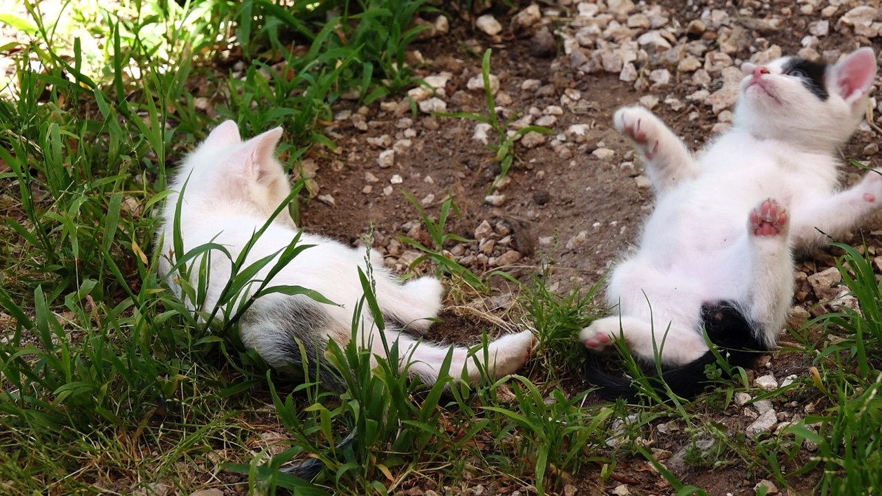 Bébés s'amusent