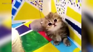 Cats are AWESOME  Cute Funny Cats Compilation [Funny Pets]