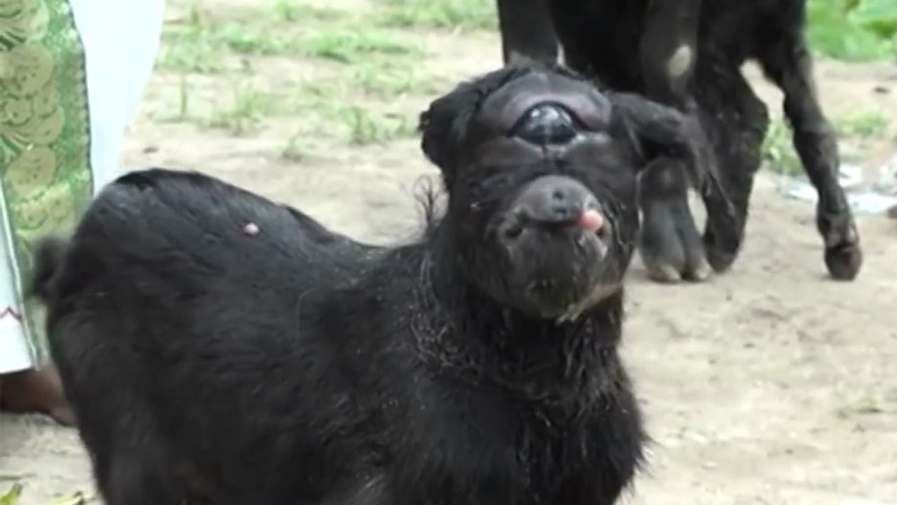 Un chèvre cyclope à vue le jour en Inde