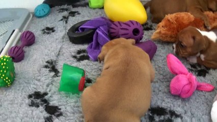 56ème Vidéo NYL de STAFFORDLAND