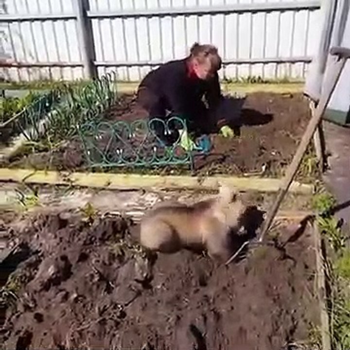 Quand ton ours t'aide à jardiner