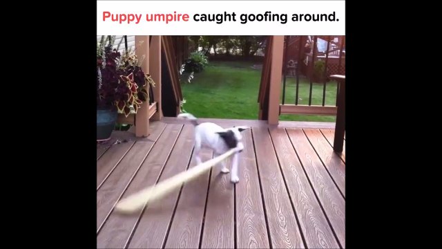 Ce chien est un futur champion de Baseball