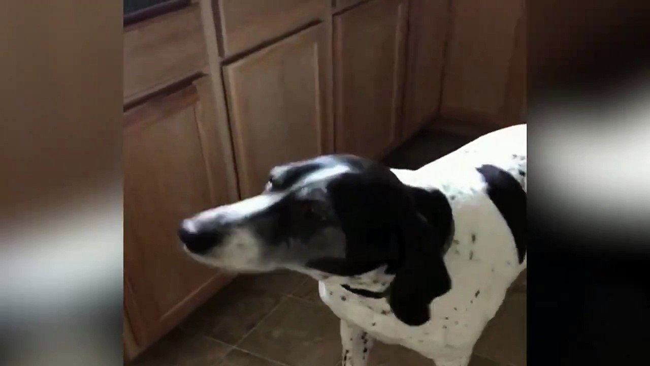 Ce chien défonce les colis de la poste dès qu'ils sont livrés