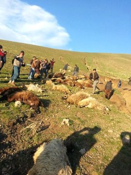 Çobanların Bir şey Olmaz Deyip Dereden Geçirdikleri Koyunlar Sele Kapıldı