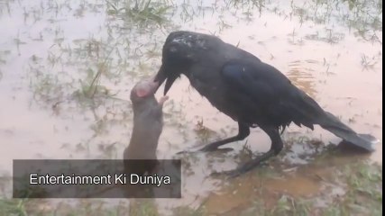 I Bet you have never seen this in your life