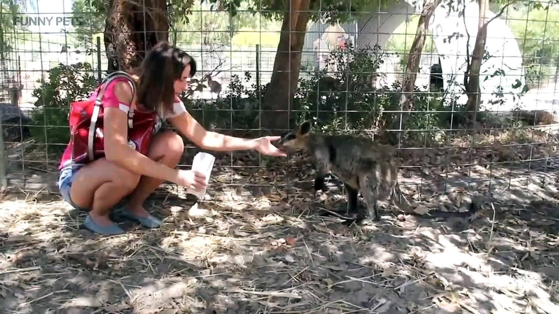 Kangaroos  Funny Kangaroos Playing [Funny Pets]asd