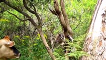 Cute Koalas Playing  Funny Koala Bears [Funny Pets]dsa