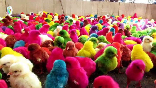 [HD] Đàn Gà Trong Sân - Nhạc Thiếu Nhi Vui Nhộn Hay Nhất - Giúp Bé Ăn Ngon Miệng