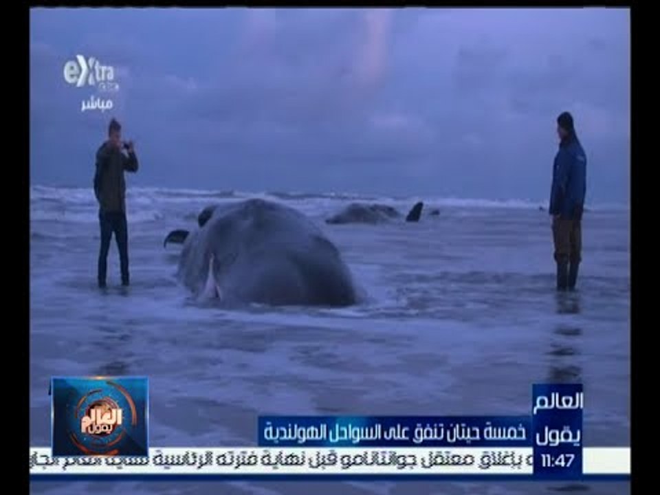 العالم يقول | خمسة حيتان تنفق علي السواحل الهولندية