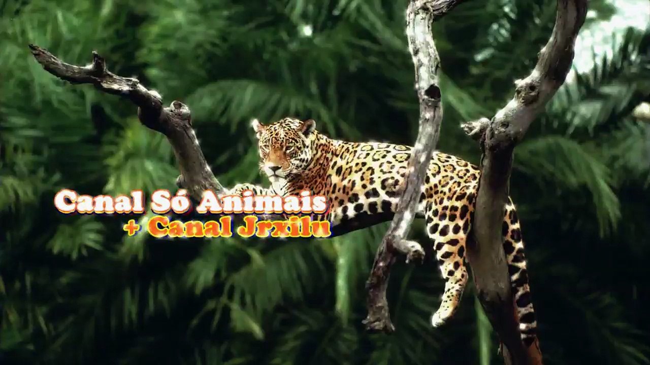 CÃES SELVAGENS ENCARANDO RINOCERONTE