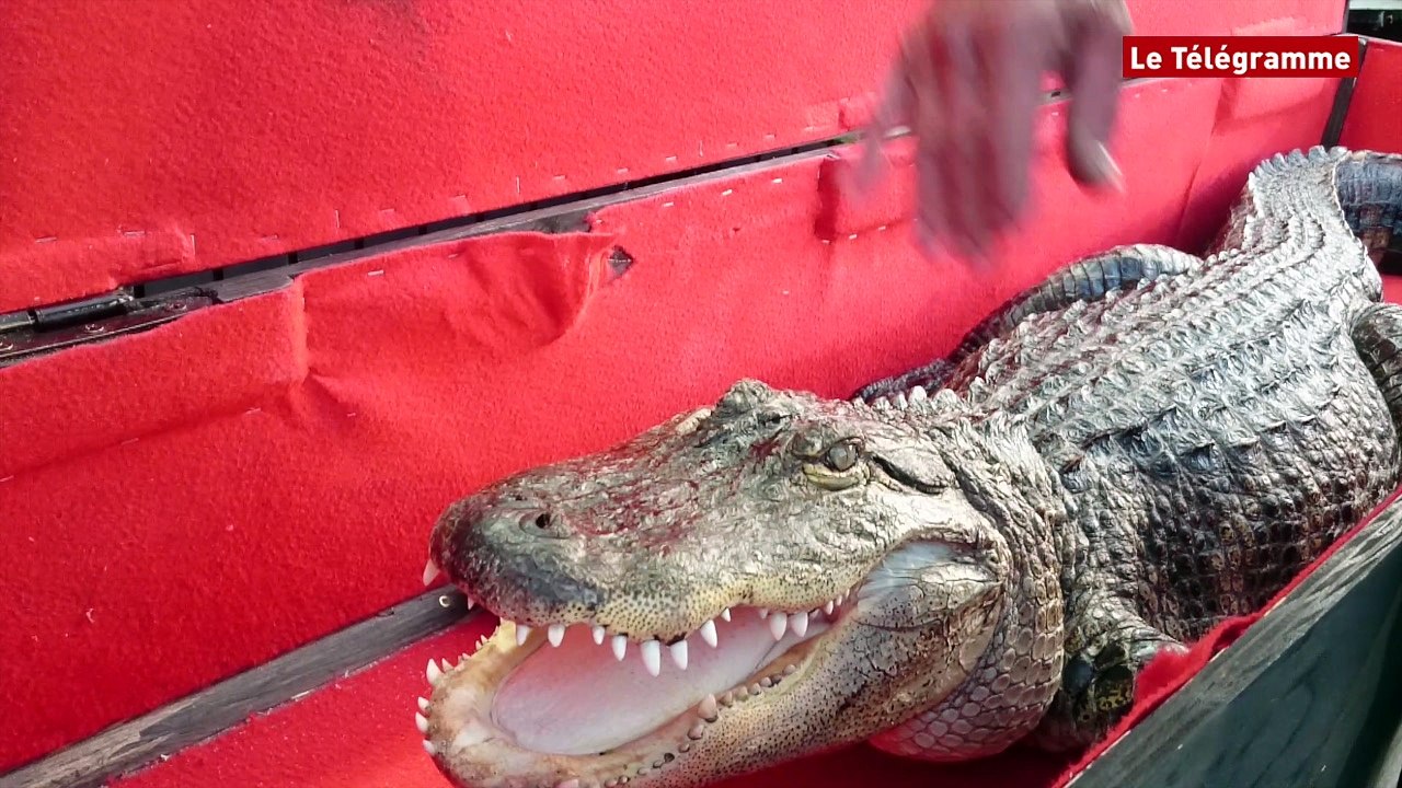 Roudourou. Un message de sensibilisation derrière la présentation de l'alligator et des serpents