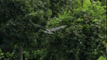 The Most Powerful Bird On Earth || BBC Documentary 2017 || Best Documentary 2017