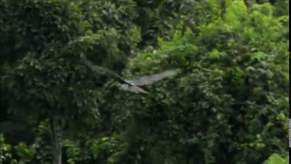 The Most Powerful Bird On Earth || BBC Documentary 2017 || Best Documentary 2017