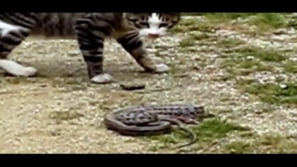 funny cats animals cat vs snake funny videos 2017 funny cat videos