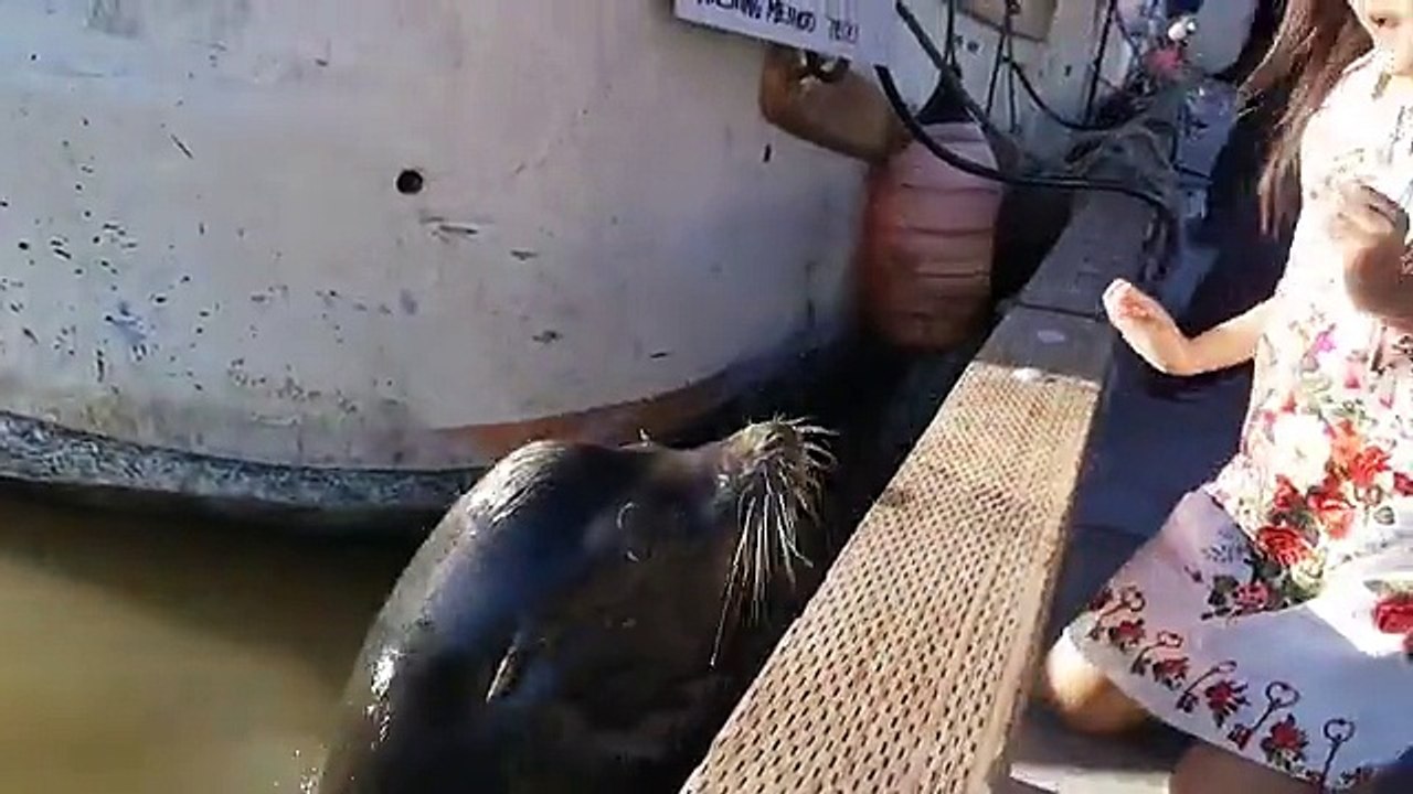 Ce lion de mer attrape une petite fille et la tire avec lui sous l'eau